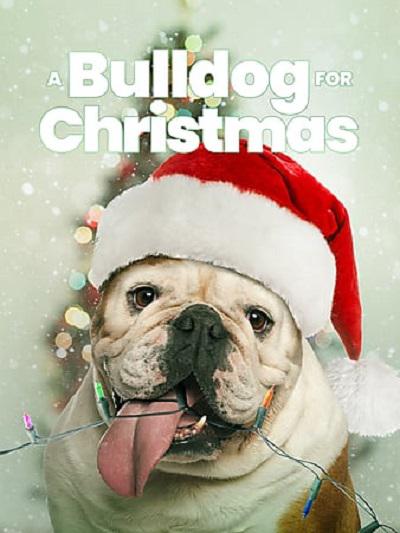 A Bulldog for Christmas