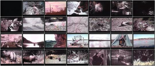 The Legend of Bigfoot